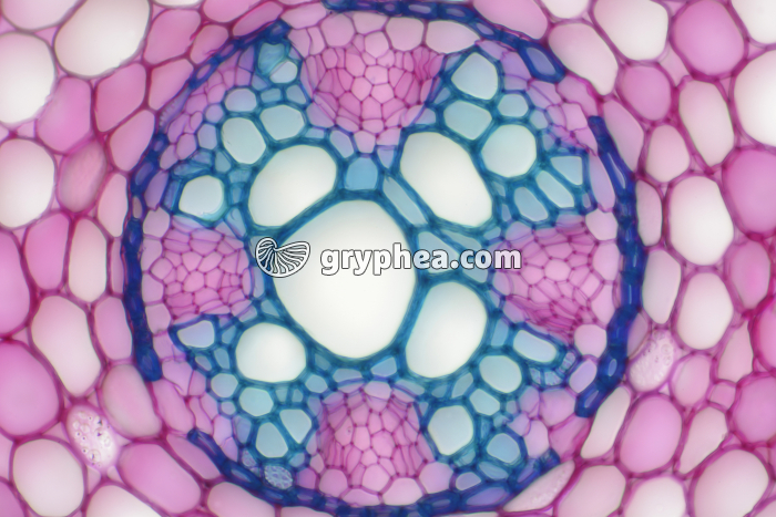 Racine de Renoncule - cylindre central CT x100 - gryphea.com